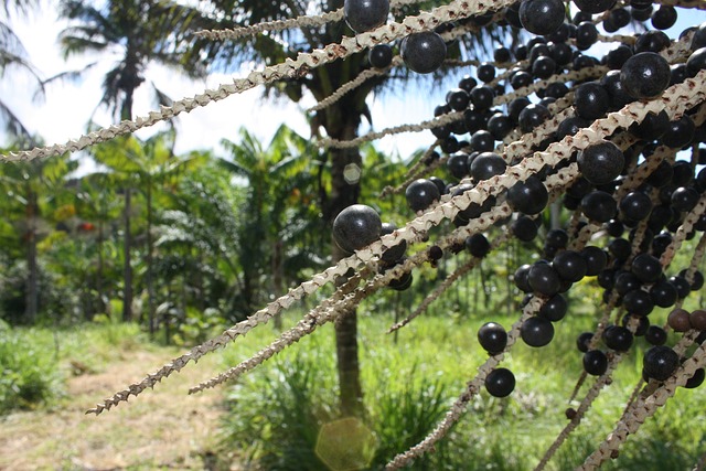Acai - Euterpe oleracea
